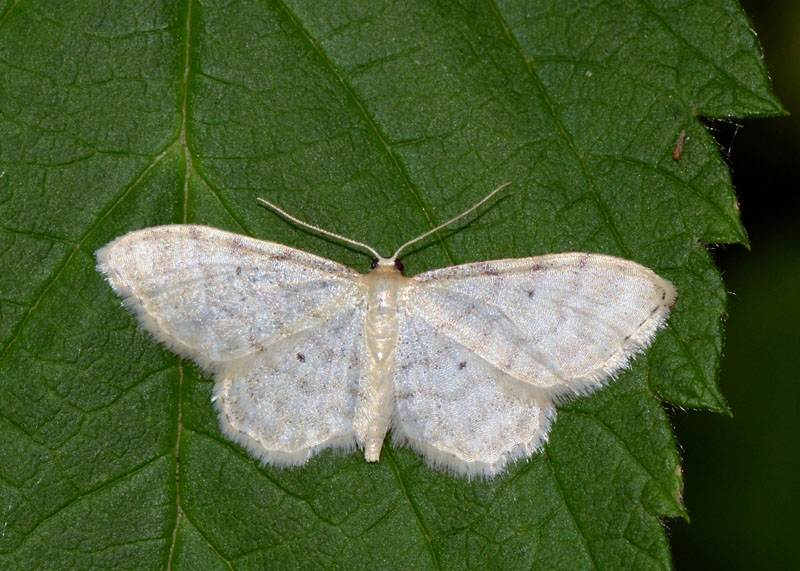 4 Geometridi di genere Idaea in esame